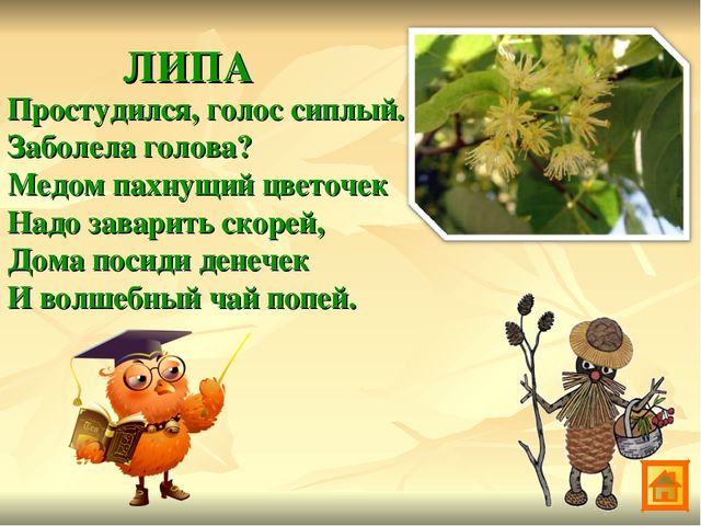 Презентация по экологии Зеленая аптека Сокольского района