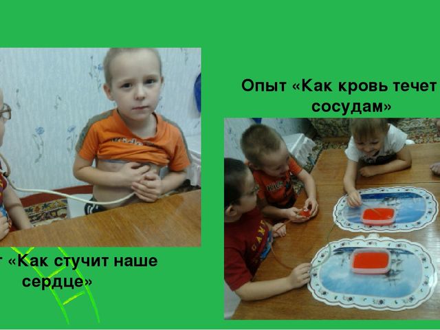 Увлекательный, научно-познавательный проект для детей старшего дошкольного возраста "Человек"