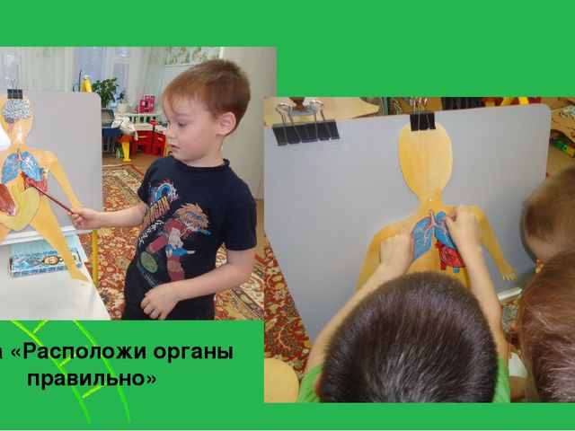 Увлекательный, научно-познавательный проект для детей старшего дошкольного возраста "Человек"