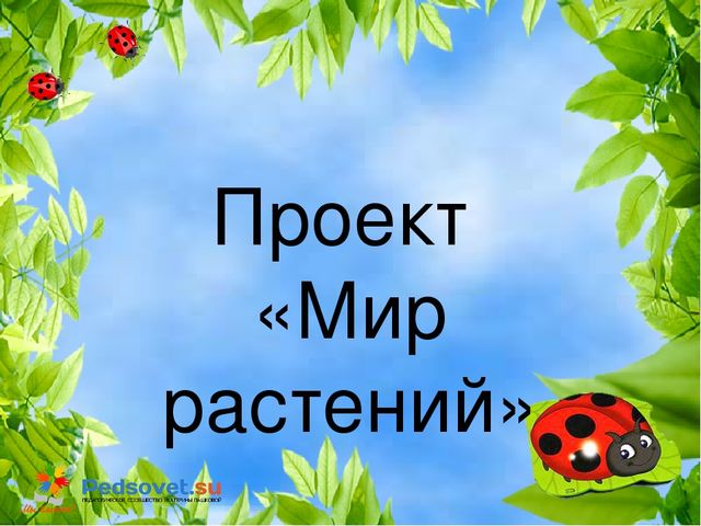 Проект "Растения" для старшей и подготовительной группы
