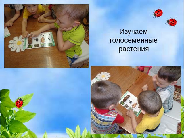 Проект "Растения" для старшей и подготовительной группы