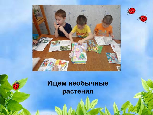 Проект "Растения" для старшей и подготовительной группы