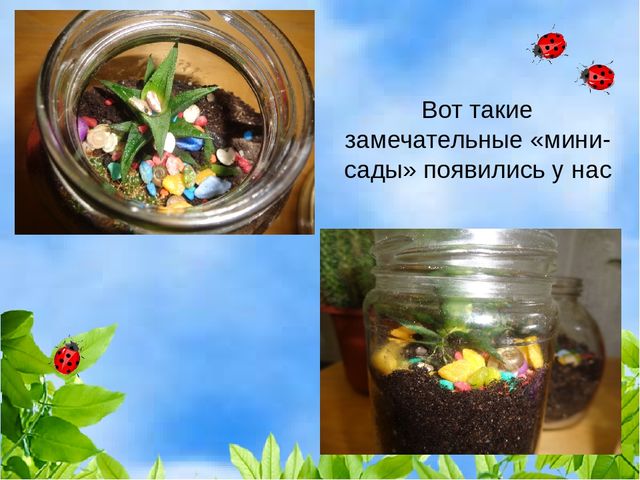 Проект "Растения" для старшей и подготовительной группы