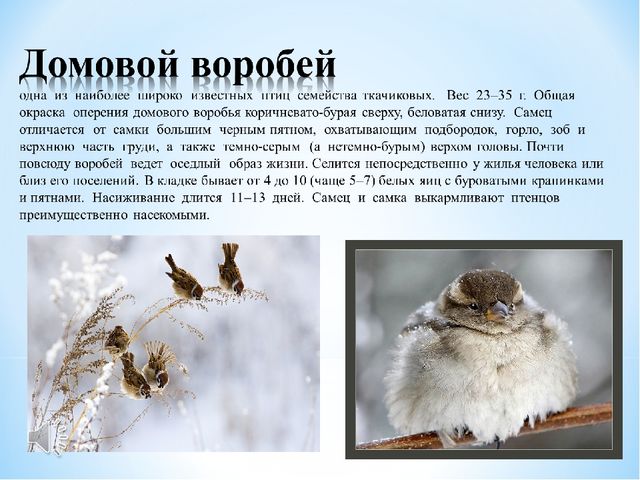 Презентация "Зимующие птицы Белгородской области"