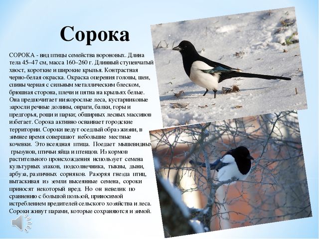 Презентация "Зимующие птицы Белгородской области"