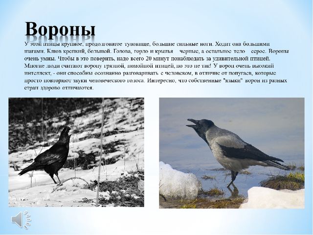 Зимующие птицы белгородской области фото с названиями