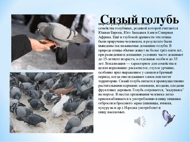 Презентация "Зимующие птицы Белгородской области"