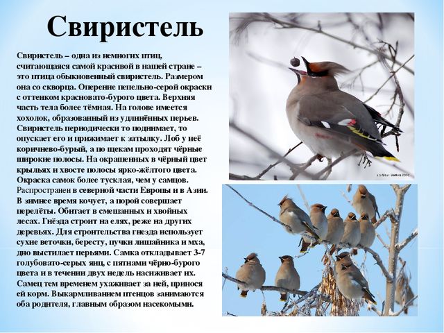 Презентация "Зимующие птицы Белгородской области"