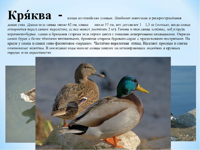 Презентация "Зимующие птицы Белгородской области"