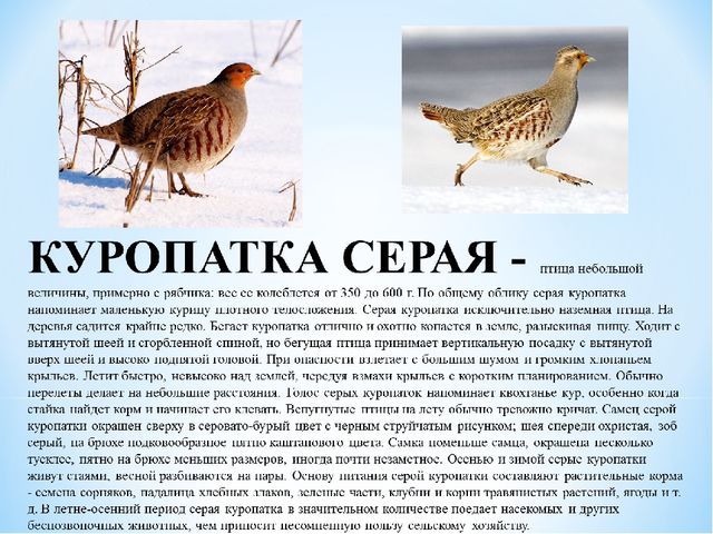Презентация "Зимующие птицы Белгородской области"