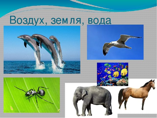 Презентация на тему Берегите природу