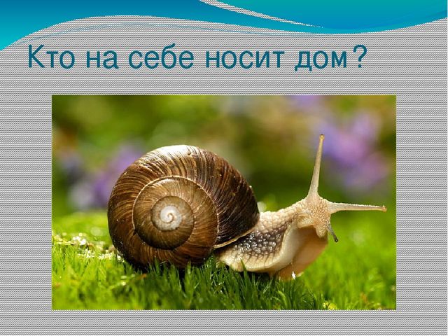 Презентация на тему Берегите природу