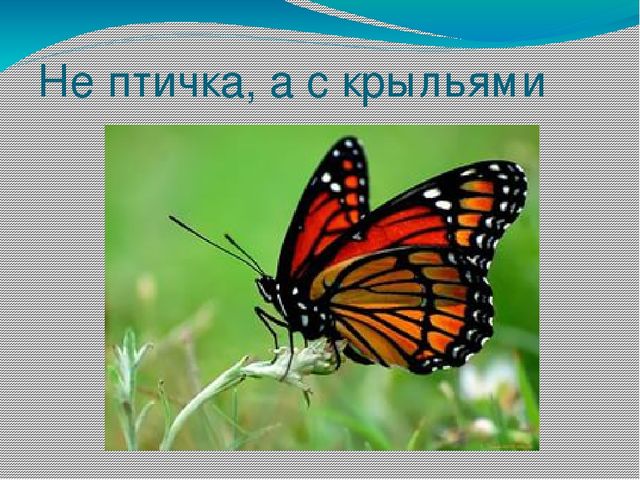 Презентация на тему Берегите природу