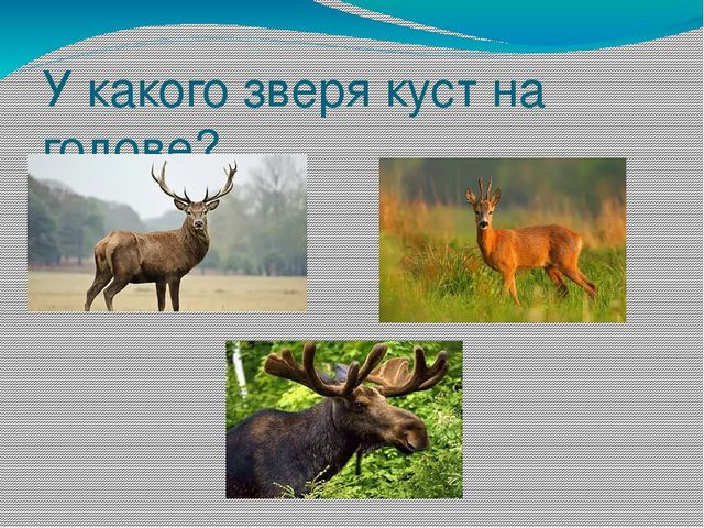 Презентация на тему Берегите природу