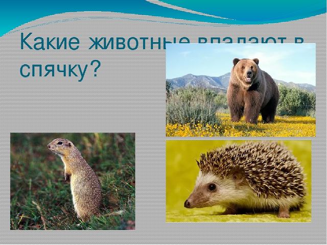 Презентация на тему Берегите природу