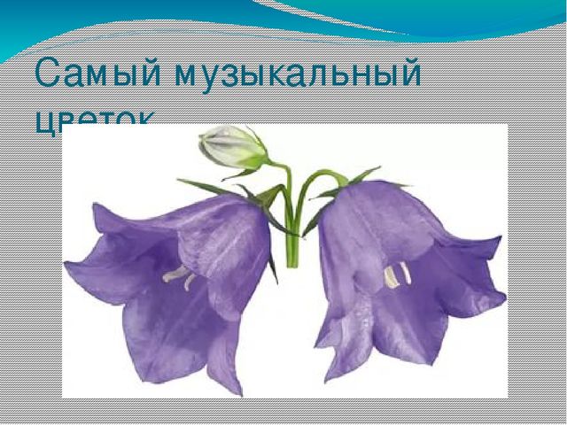Презентация на тему Берегите природу