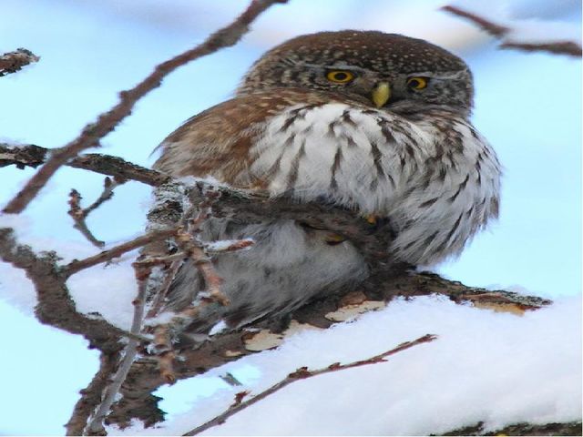 Презентация для дошкольников "Зимующие птицы"
