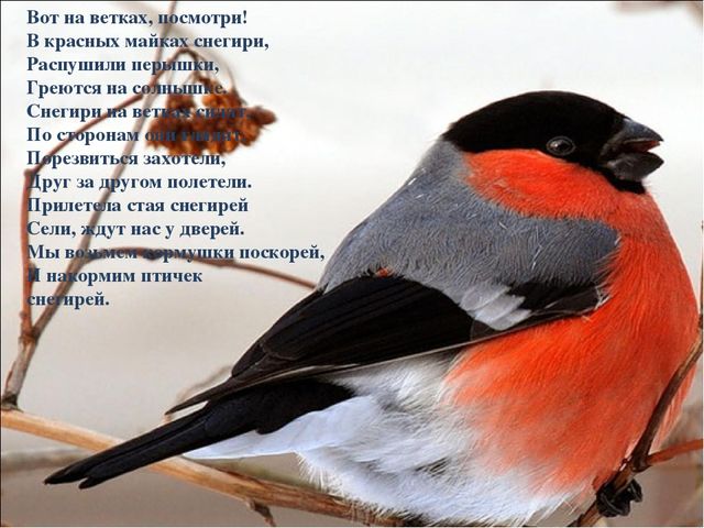 Презентация для дошкольников "Зимующие птицы"