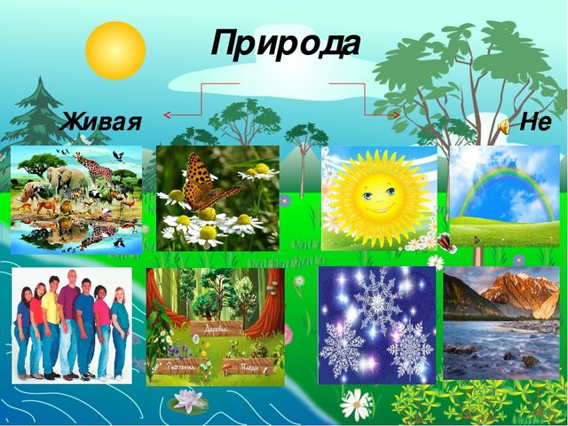 Картинки живая природа и неживая природа для детей