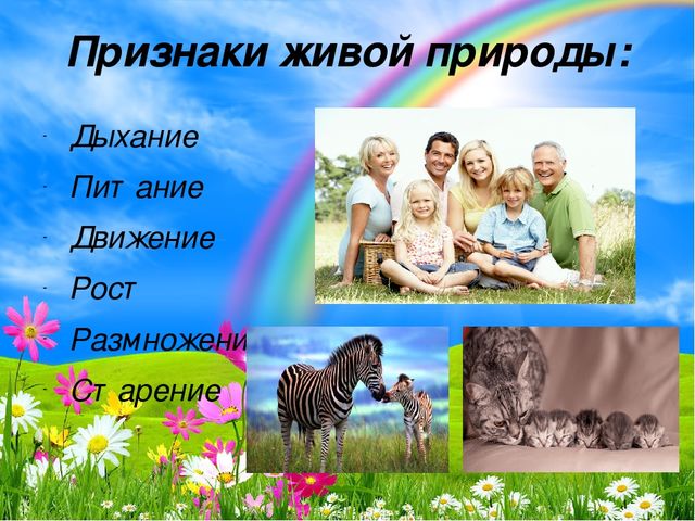 Презентация по экологии на тему "Живая и не живая природа"