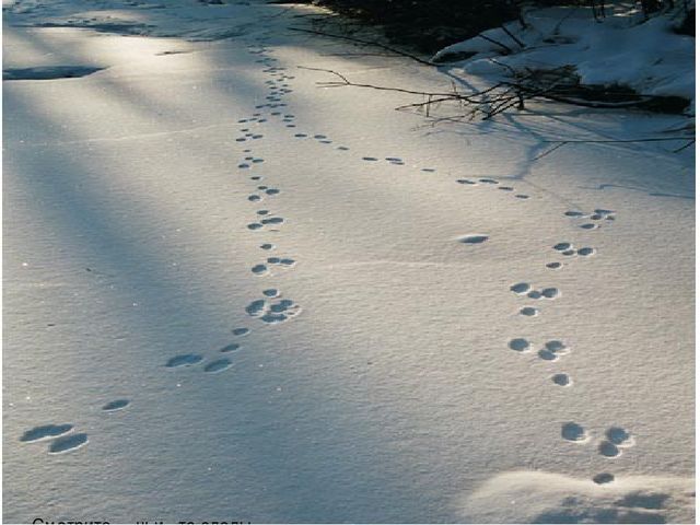 Презентация для педагогов "Дикие животные"
