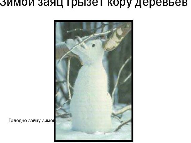 Презентация для педагогов "Дикие животные"