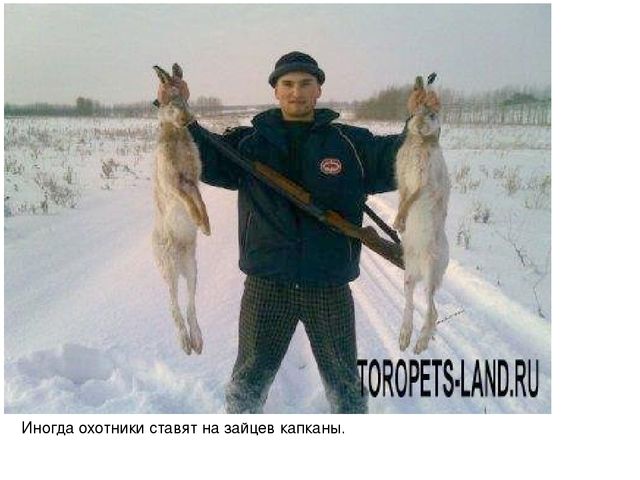 Презентация для педагогов "Дикие животные"
