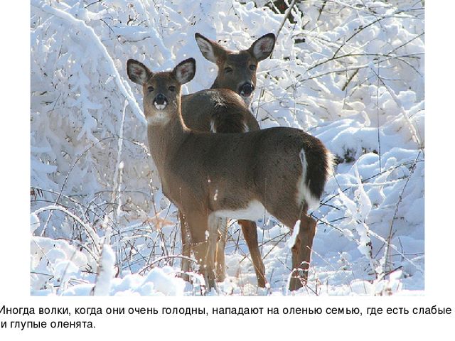 Презентация для педагогов "Дикие животные"