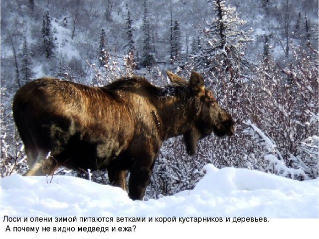Презентация для педагогов "Дикие животные"