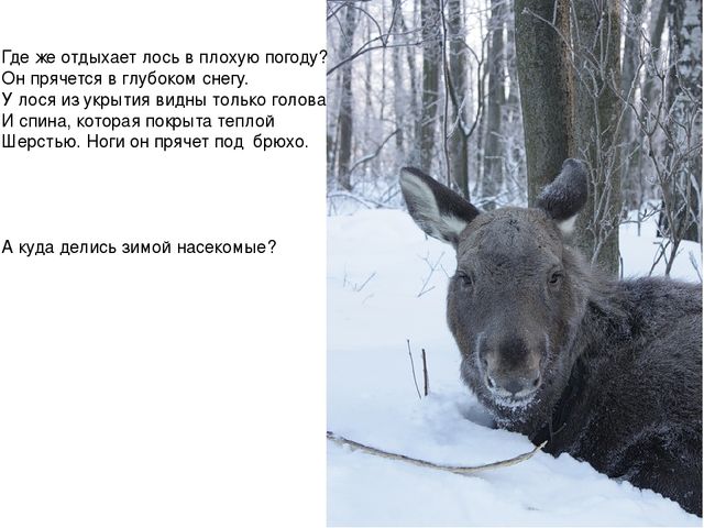Презентация для педагогов "Дикие животные"