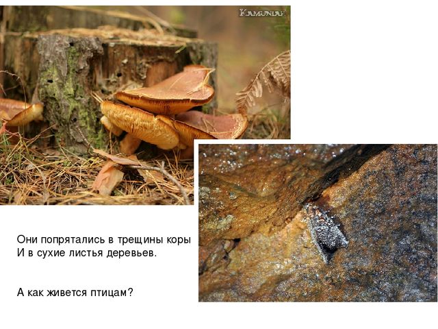 Презентация для педагогов "Дикие животные"
