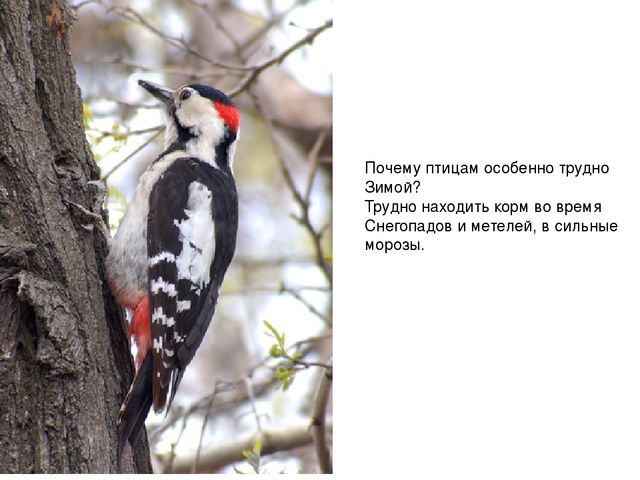 Презентация для педагогов "Дикие животные"