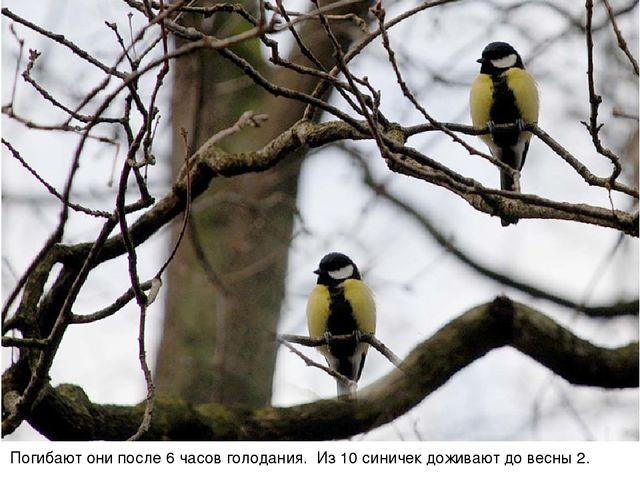 Презентация для педагогов "Дикие животные"