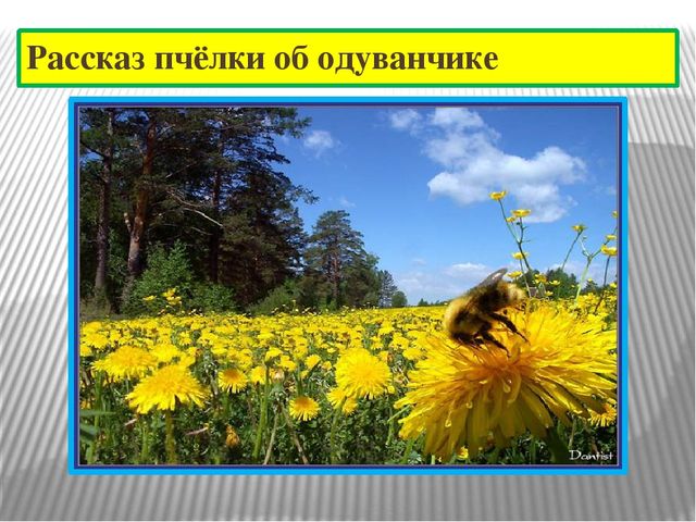 Презентация к проекту "Одуванчик"