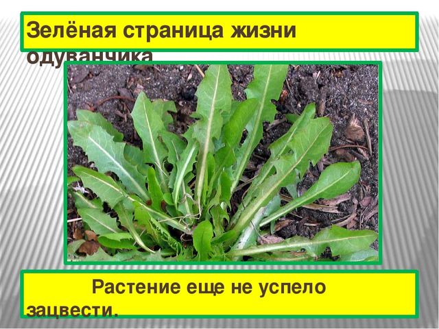 Презентация к проекту "Одуванчик"