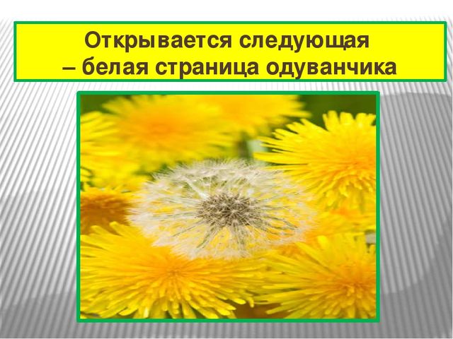 Презентация к проекту "Одуванчик"