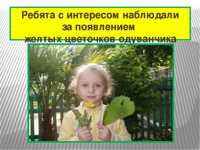 Презентация к проекту "Одуванчик"