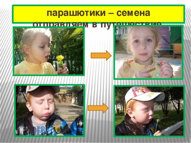Презентация к проекту "Одуванчик"