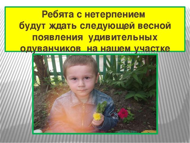 Презентация к проекту "Одуванчик"