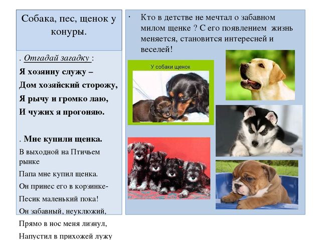 Презентация "Домашние животные" для средней группы