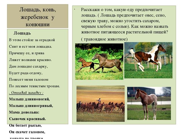 Презентация "Домашние животные" для средней группы