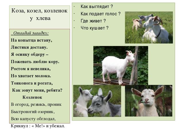 Презентация "Домашние животные" для средней группы