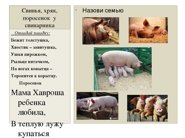 Презентация "Домашние животные" для средней группы