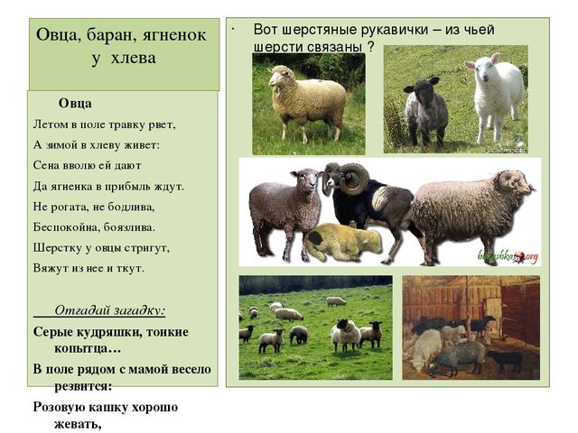 Презентация "Домашние животные" для средней группы