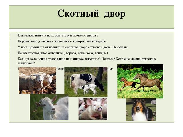 Презентация "Домашние животные" для средней группы