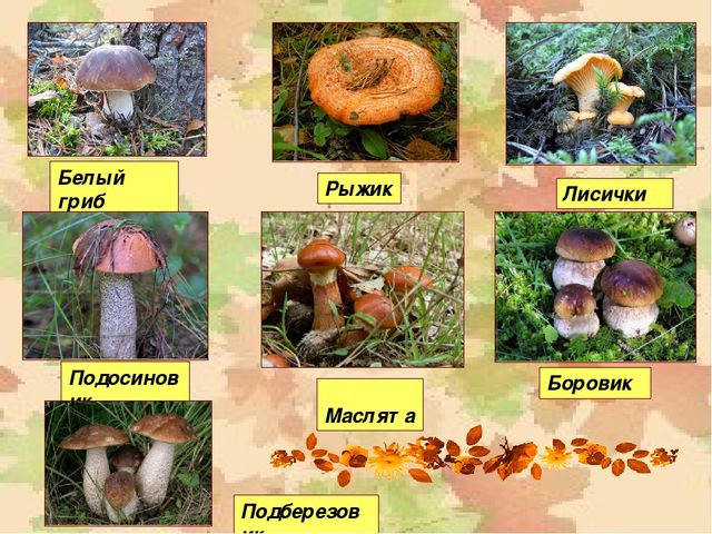 Презентация "Осень" для средней группы