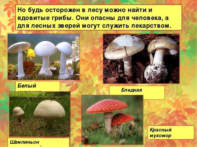 Презентация "Осень" для средней группы