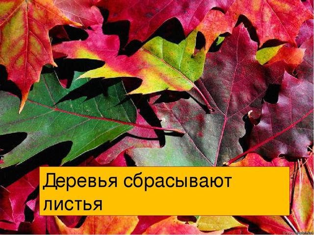 Презентация "Осень" для средней группы