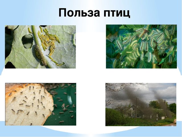 Презентация "Перелетные и зимующие птицы" ср.гр