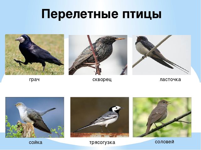Презентация "Перелетные и зимующие птицы" ср.гр